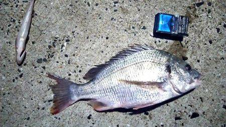 念願の初ヌーチー