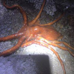 焼津港　クロダイ51㎝　その他タコ類