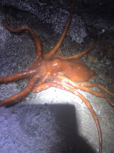 焼津港　クロダイ51㎝　その他タコ類