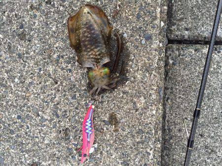 朝、三保サーフではヒラメ、アオリイカ　夜、…