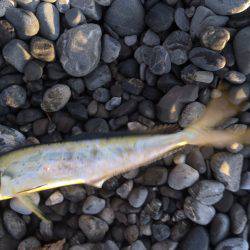 石津浜　２３日朝入れ食い　夕マヅメは微妙