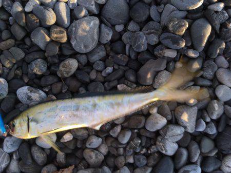 石津浜　２３日朝入れ食い　夕マヅメは微妙