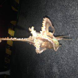 湾内ではタコ３匹太刀魚はシブいです。