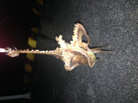 湾内ではタコ３匹太刀魚はシブいです。