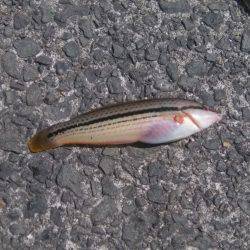 食品コンビナートでの釣り