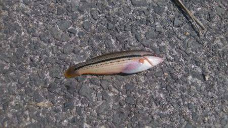 食品コンビナートでの釣り