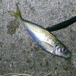 少し涼しくなったので鯵調査