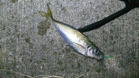 少し涼しくなったので鯵調査