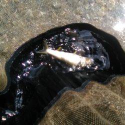 台風後の上桂川花背地区の鮎