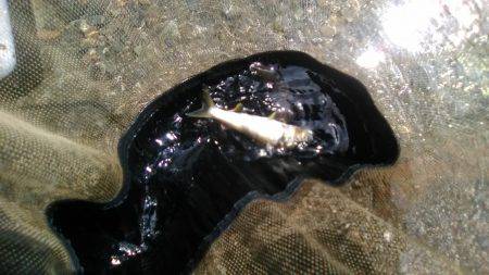 台風後の上桂川花背地区の鮎