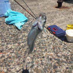 トウゴロウイワシ