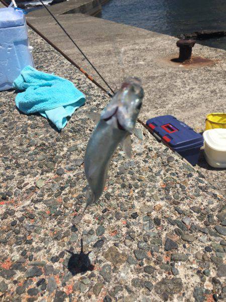 トウゴロウイワシ