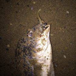 キビレ調査　ＮＯ，３１