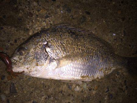 キビレ調査　ＮＯ，３３