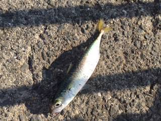 初☆ジグサビキ