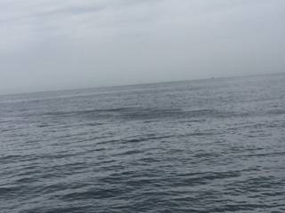 ♪サバサバ～。