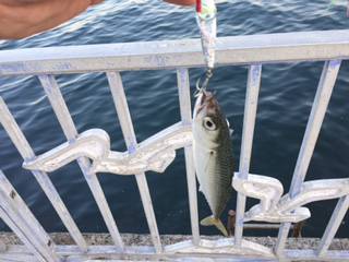 やっぱりサバばっかり。