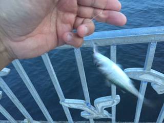 お久しぶりのツバス