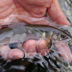 濁った古座川で鮎数尾・・・
