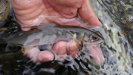 濁った古座川で鮎数尾・・・