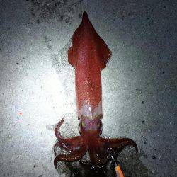 秋イカ釣行