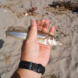 チョイ投げのキス釣り
