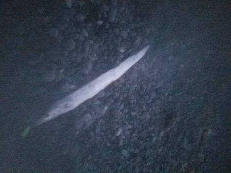 湾内ではタコ３匹太刀魚はシブいです。