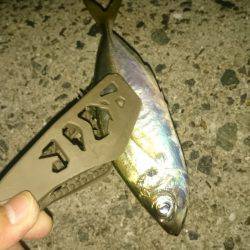 今日～も アジング  3