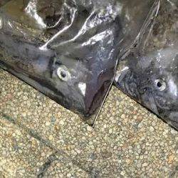 娘のケンサキ釣りデビュー