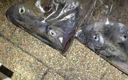 娘のケンサキ釣りデビュー