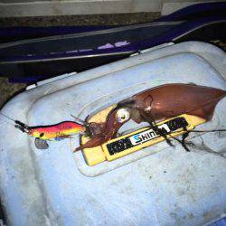 今年もやって来ました、明石のケンサキイカ！