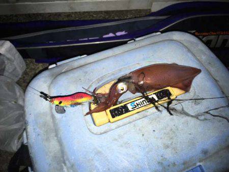 今年もやって来ました、明石のケンサキイカ！