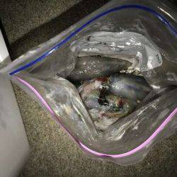 台風後のケンサキは?