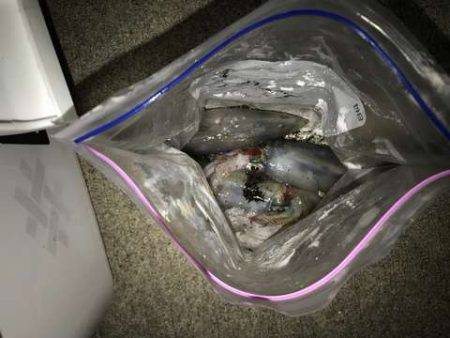 台風後のケンサキは?