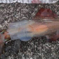 清水港、土肥　ハタゲーム！　