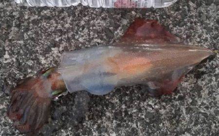 清水港、土肥　ハタゲーム！　