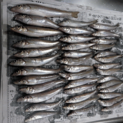 姫路キス(2017-5)