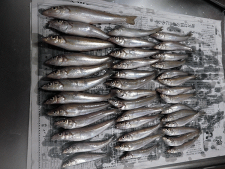 姫路キス(2017-5)