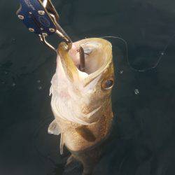 久々のマイボートフィッシング