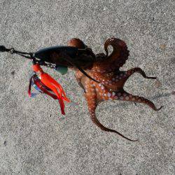 タコにハズレ無し