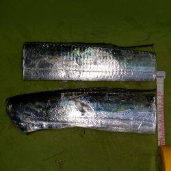 太刀魚シーズンインです