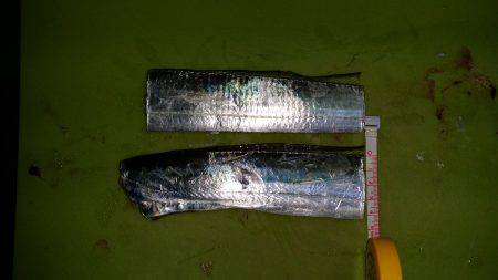 太刀魚シーズンインです