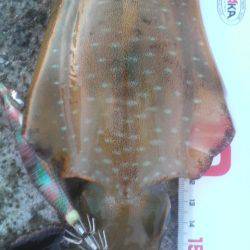 チビアオリと戯れて