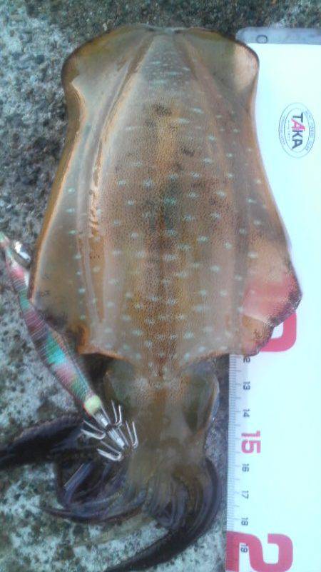 チビアオリと戯れて