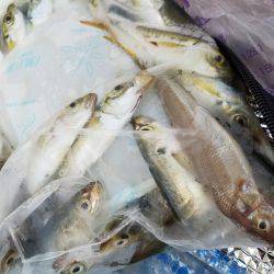 ファミリーフィッシング&キッシングリベンジ