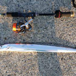 サゴシからの太刀魚