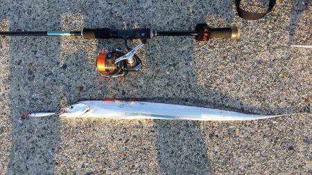 サゴシからの太刀魚