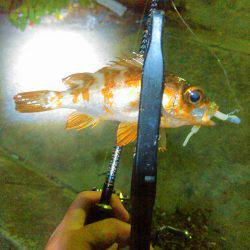 メバルにガシラ