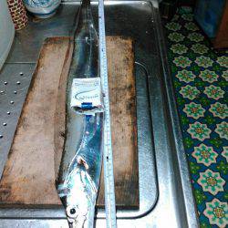 ジギングで夕マヅメにワカシ、暗くなって太刀魚ゲット！