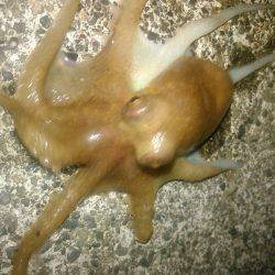 朝、三保サーフではヒラメ、アオリイカ　夜、焼津港タコのみ